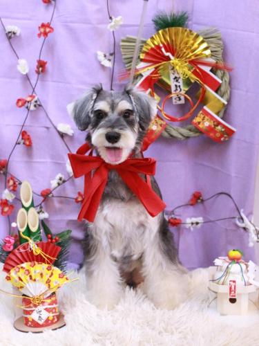 20230120パピコくん